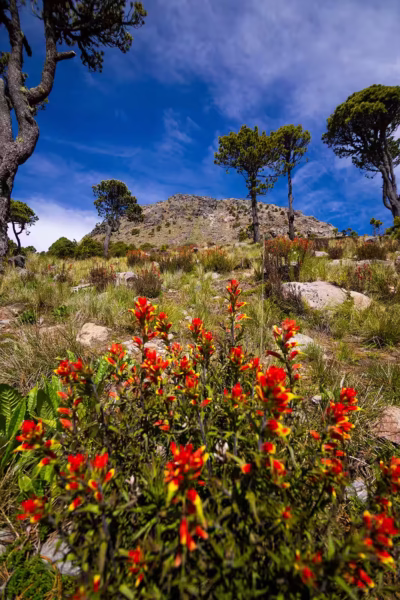 Flores-tajumulco Flores-tajumulco