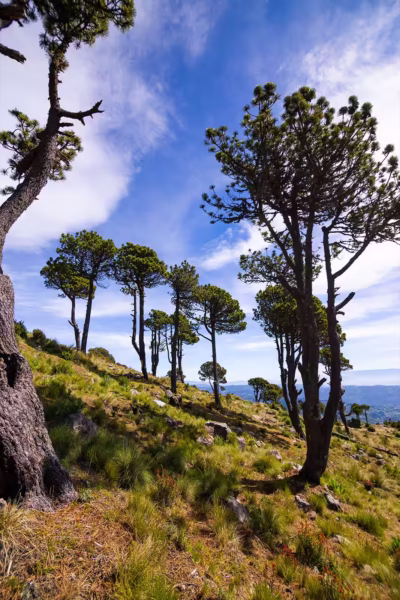 Pinos-park-tajumulco Pinos-park-tajumulco