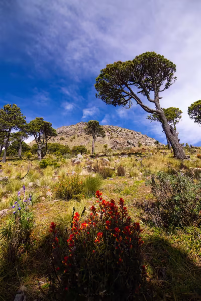 Tajumulco flores Tajumulco flores