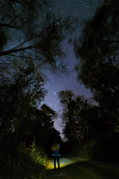 arboles-estrellas arboles-estrellas