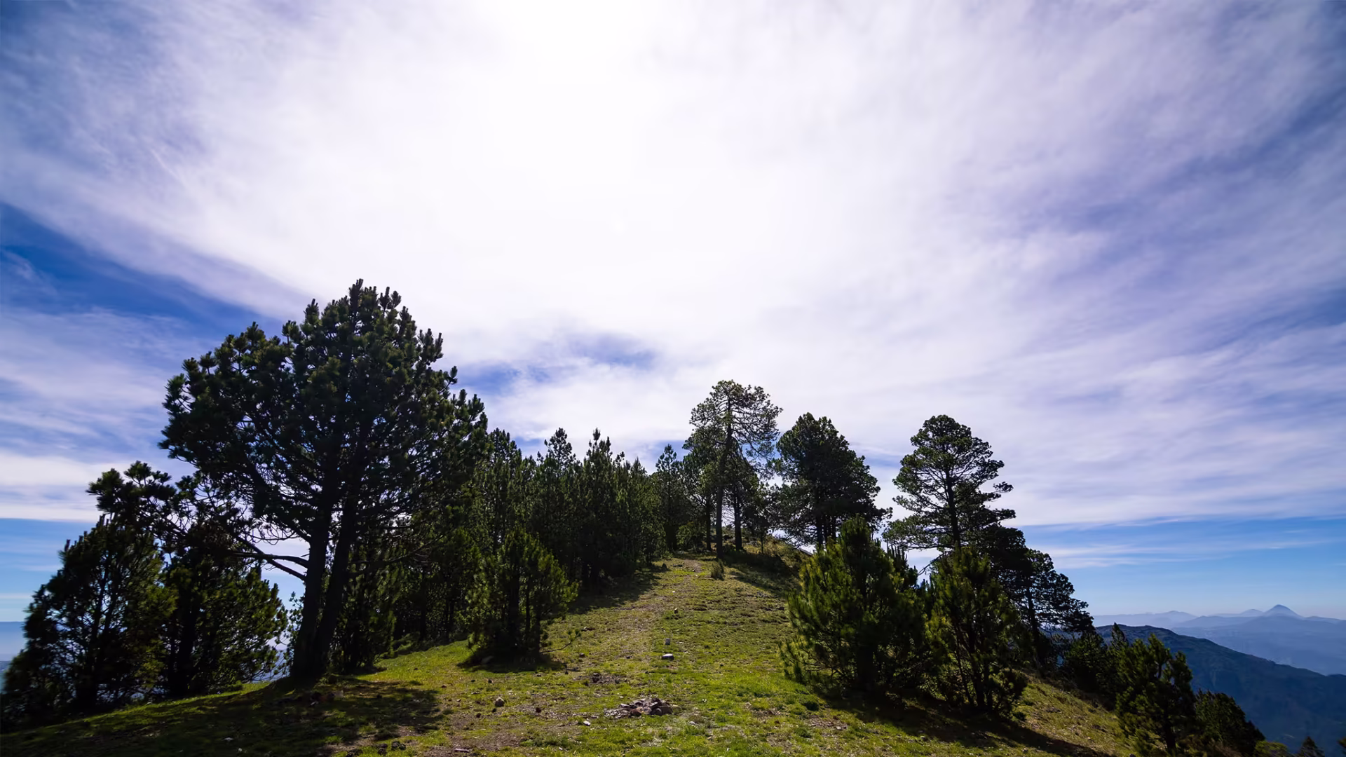 pinos-en-tajumulco pinos-en-tajumulco